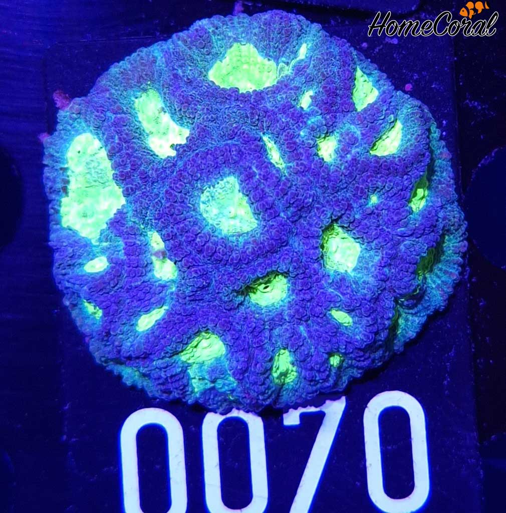 Favia Neon 0070