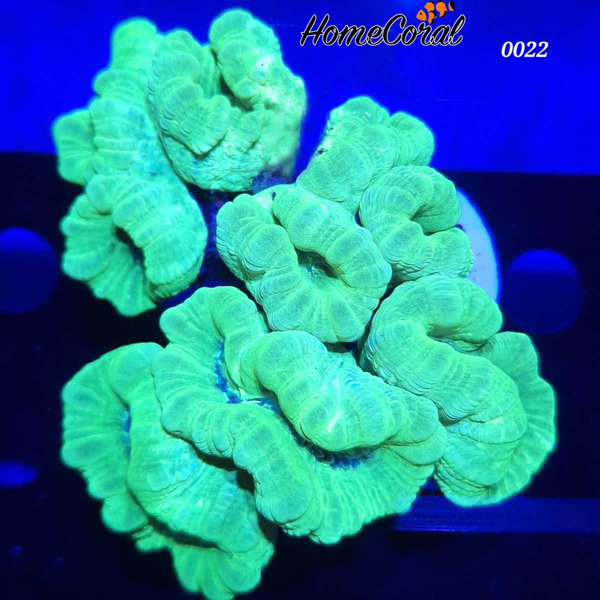 Caulastraea furcata neon 0022